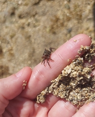 Pachygrapsus transversus