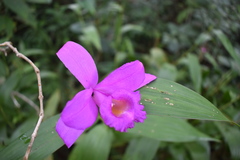 Sobralia