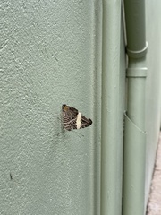 Colobura dirce