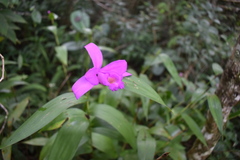 Sobralia