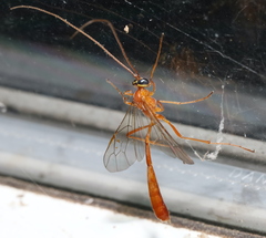 Enicospilus americanus-complex