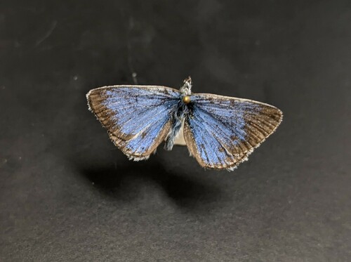 iNaturalist observation photo of Typical Blues