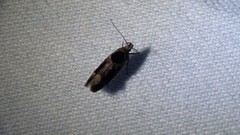 Pseudochelaria walsinghami