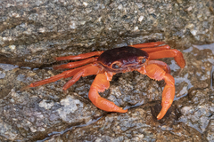 Geograpsus grayi