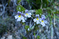 Euphrasia officinalis