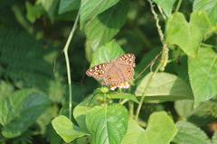 Junonia lemonias