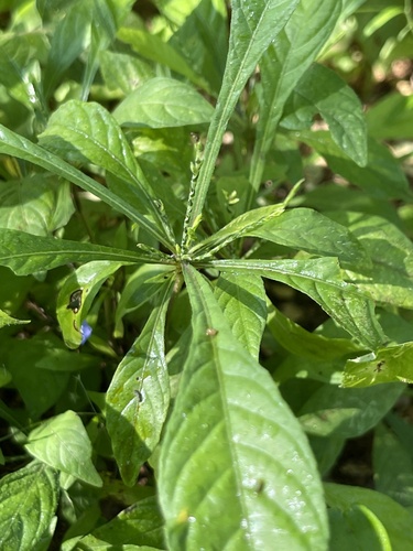 purple scalystem