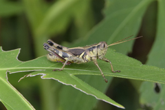 Melanoplus walshii