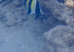 Zanclus cornutus