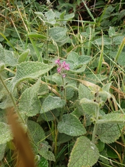 Stachys chamissonis