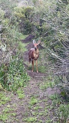Raphicerus melanotis