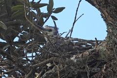 Egretta novaehollandiae novaehollandiae