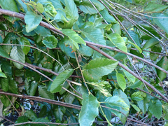 Alnus rhombifolia