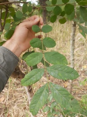 Zanha africana