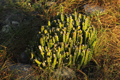 Euphorbia ambroseae image