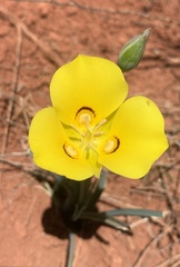 Calochortus aureus