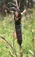 Xylophanes falco