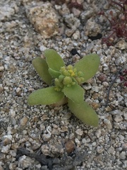 Tetragonia