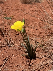 Calochortus aureus