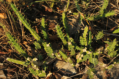 Image of Euphorbia ambroseae