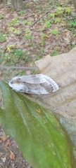 Tolype velleda