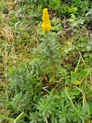 Solidago spathulata