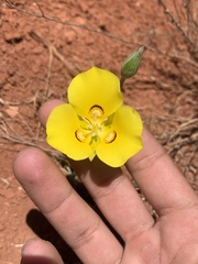 Calochortus aureus