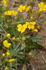 Potentilla glaucophylla