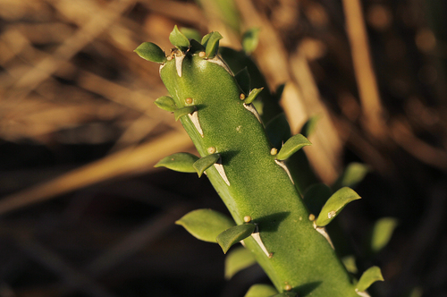 Euphorbia ambroseae image