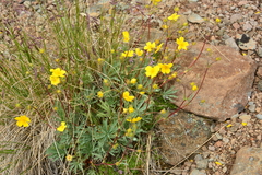 Potentilla glaucophylla