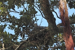 Egretta novaehollandiae novaehollandiae