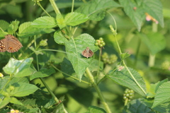 Borbo cinnara