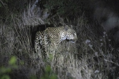 Panthera pardus pardus