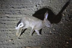 Lepus saxatilis