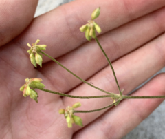 Eriogonum marifolium