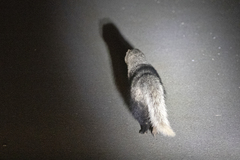 Ichneumia albicauda grandis