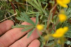 Potentilla glaucophylla