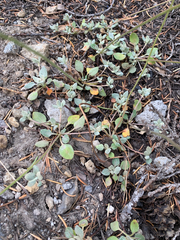 Eriogonum marifolium