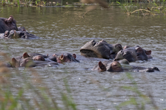 Hippopotamus amphibius