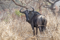 Connochaetes taurinus taurinus