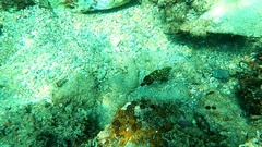 Epinephelus marginatus