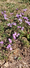 Glandularia tenera