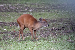 Cephalophorus natalensis natalensis