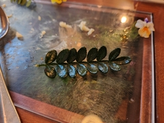 Zanthoxylum piperitum