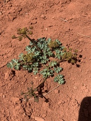Cymopterus purpureus