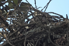 Egretta novaehollandiae novaehollandiae