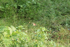 Danaus chrysippus