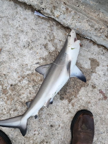 Bull Shark, photo 4 of 7