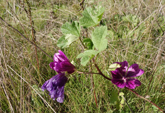 Malva sylvestris mauritiana