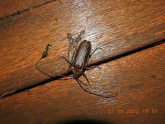 Prionoplus reticularis